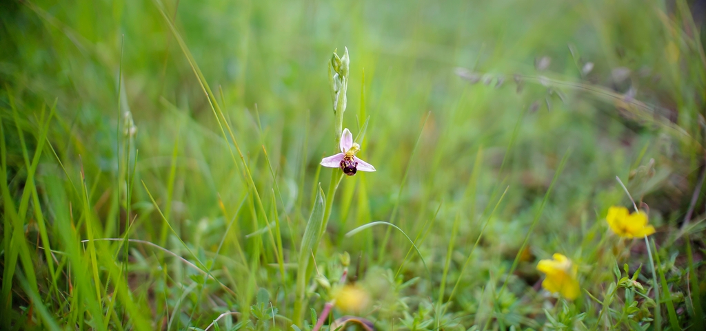 Sortie nature : une orchidée bourdon